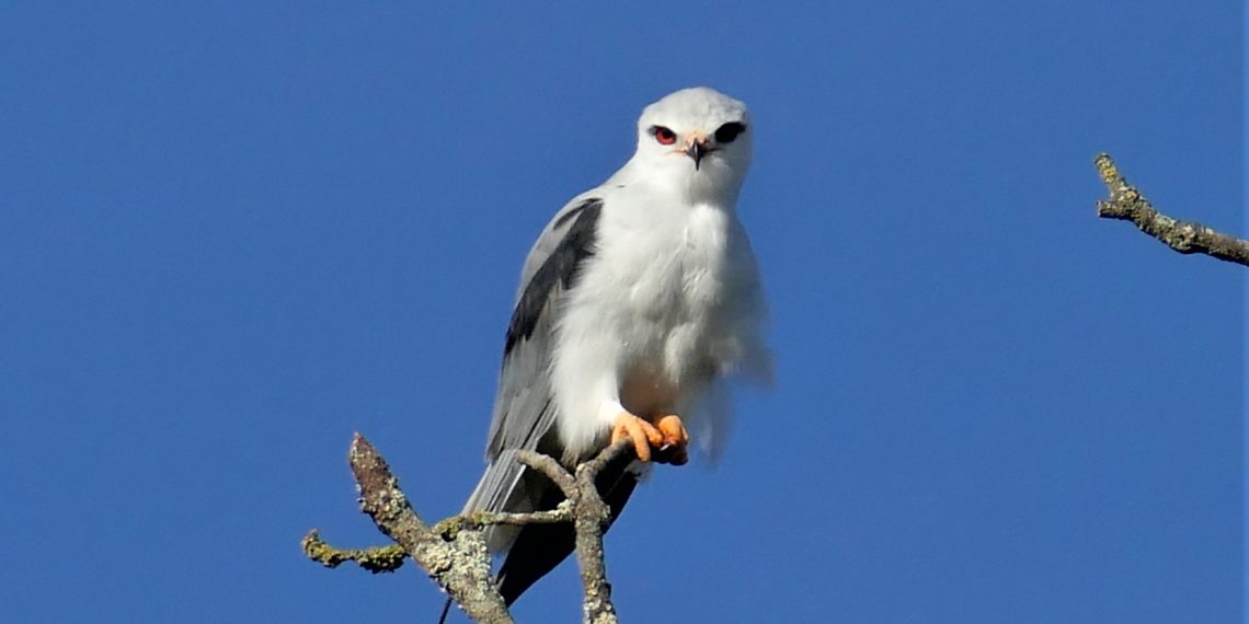 Pendant ce temps là sur la ZAC …
