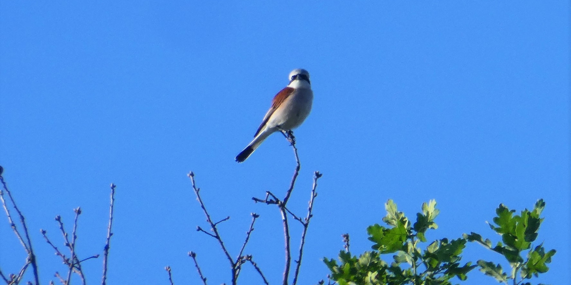 Conseil d’installation de Saint-Sulpice, un invité surprise !