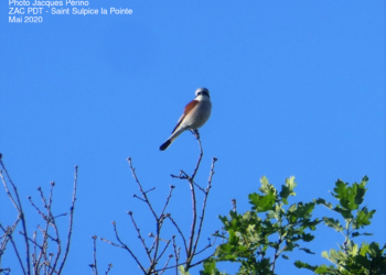 Conseil d’installation de Saint-Sulpice, un invité surprise !